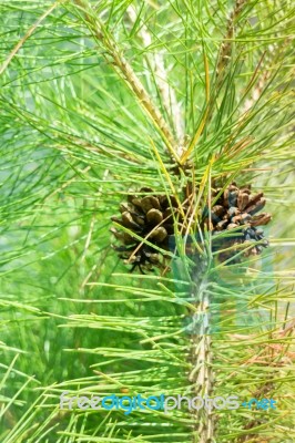 Pine Cone On Branches Of Tree In Summer Stock Photo