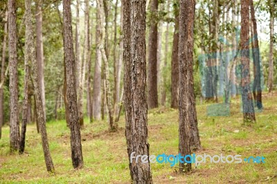 Pine Forest Stock Photo