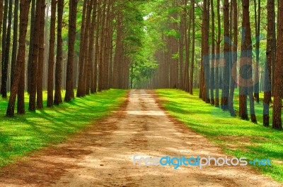 Pine Forest National Park Stock Photo