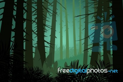 Pine Forest Scene Stock Image