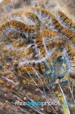 Pine Processionary (thaumetopoea Pityocampa) Caterpillars Stock Photo