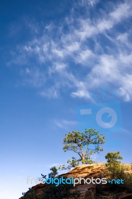 Pine Tree On A Rocky Outcrop In Zion National Park Stock Photo