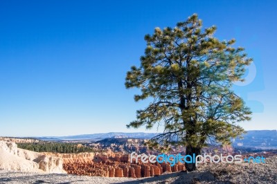 Pine Tree On The Rim Of Bryce Canyon Stock Photo