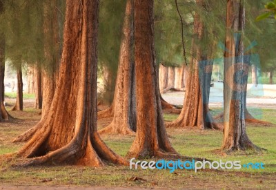 Pine Trees Stock Photo