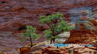 Pine Trees On A Rocky Outcrop In Zion Stock Photo Pine Trees On A Rocky Outcrop In Zion Stock Photo