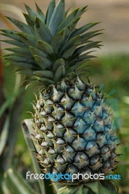 Pineapple Stock Photo
