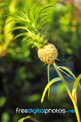 Pineapple Color Is Blossoming In The Garden Stock Photo