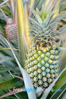 Pineapple Farm Stock Photo Pineapple Farm Stock Photo