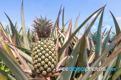 Pineapple Plant Stock Photo