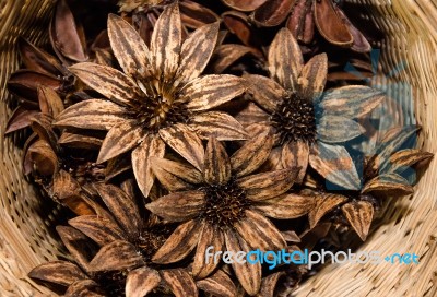 Pinecone Flower Stock Photo