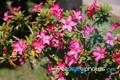 Pink Adenium Flowers Stock Photo