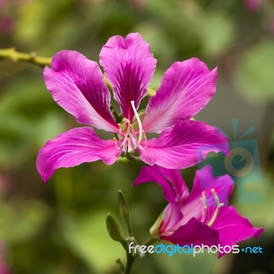 Pink Bauhinia Stock Photo