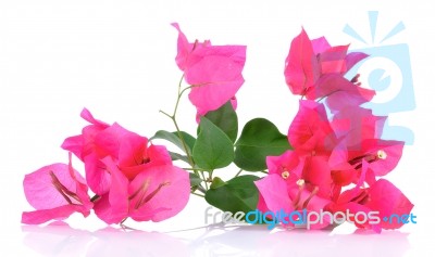 Pink Bougainvillea Flowers Isolated On White Background Stock Photo