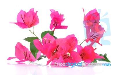 Pink Bougainvillea Flowers Isolated On White Background Stock Photo