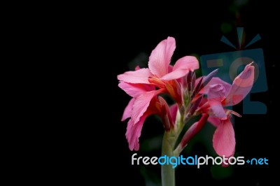 Pink Canna Indica Flower With Balck Background Stock Photo