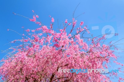 Pink Cherry Blossom In Spring With Blue Sky Background Stock Photo