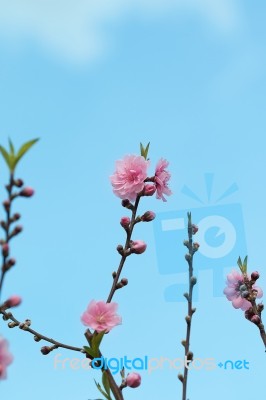 Pink Chinese Plum Flowers Stock Photo