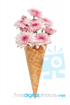 Pink Chrysanthemum Ice Cream Cone Flower Beautiful Fresh Stock Photo