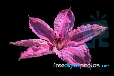 Pink Clematis Flower Against A Dark Background Stock Photo