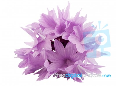 Pink Cornflower Stock Photo