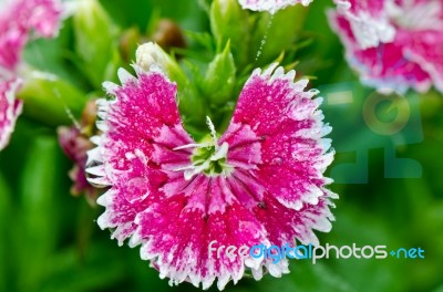 Pink Dianthus Flowers Filled With Dew Drops Stock Photo