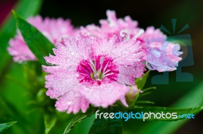 Pink Dianthus Flowers Filled With Dew Drops Stock Photo