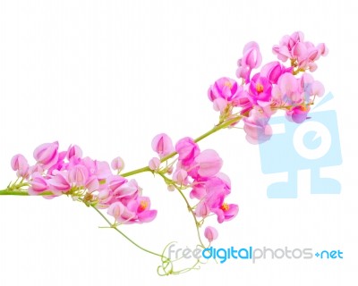 Pink Flower Stock Photo