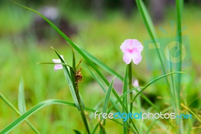 Pink Flower Blooming In The Rain Forest Stock Photo