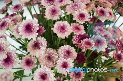 Pink Flower Bud Bouquet In Vase Stock Photo