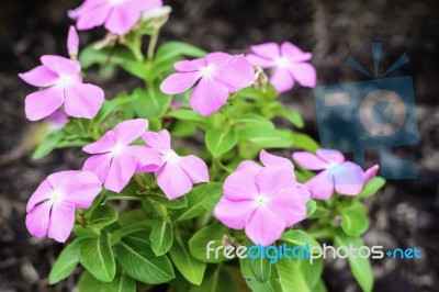 Pink Flower In Park Stock Photo