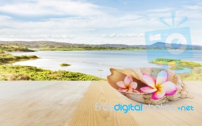 Pink Flower Plumeria Or Frangipani In Sea Conch Shell On Wooden Stock Photo