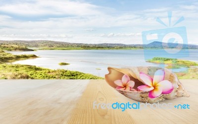 Pink Flower Plumeria Or Frangipani In Sea Conch Shell On Wooden Stock Photo
