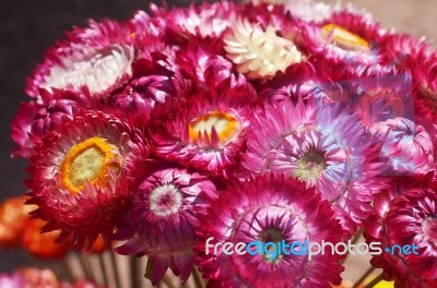 Pink Flower Yellow Pollen North Thailand Stock Photo