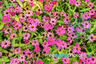 Pink Flowers With Green Leaves For Background Stock Photo