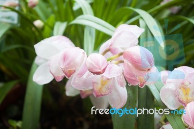 Pink Flowers With Water Drop Stock Photo