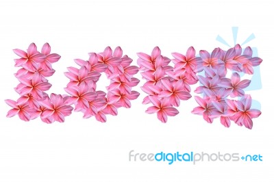 Pink Frangipani Flowers Stock Photo