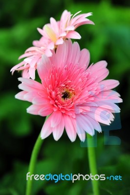 Pink Gerber Daisy Stock Photo