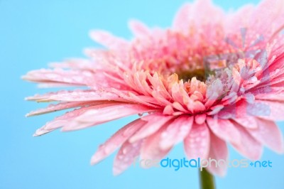 Pink Gerbera Flower Stock Photo