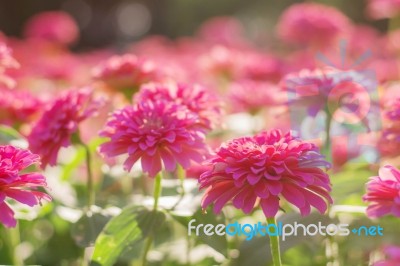 Pink Gerberas With Beautiful Stock Photo