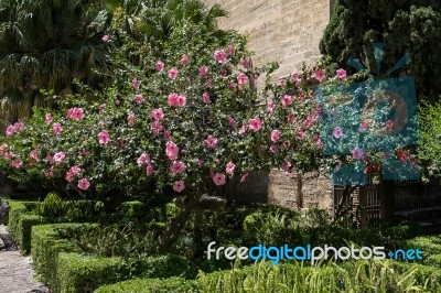 Pink Hibiscus Shrub Flowering Profusely In Malaga Stock Photo