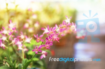Pink Hybrid Dendrobium Orchid Flowers Stock Photo