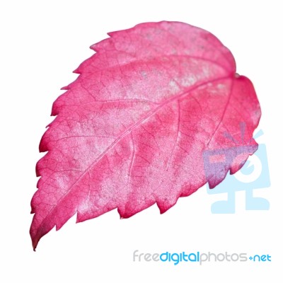 Pink Leaf Of The Hibiscus Isolated On White Stock Photo