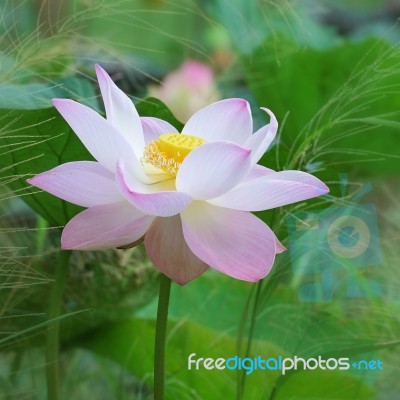 Pink Lotus Stock Photo
