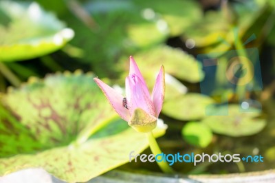Pink Lotus Stock Photo