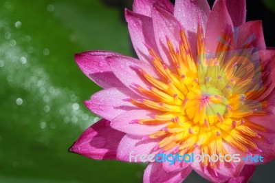 Pink Lotus Flower Stock Photo