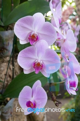 Pink Orchid Stock Photo