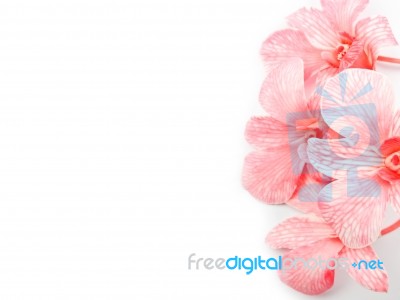 Pink Orchids On Edge Stock Photo