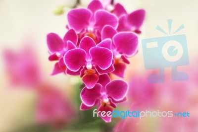 Pink Phalaenopsis Orchid Flowers Stock Photo