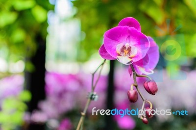 Pink Purple Orchid Stock Photo