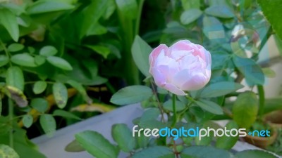 Pink Rose Stock Photo